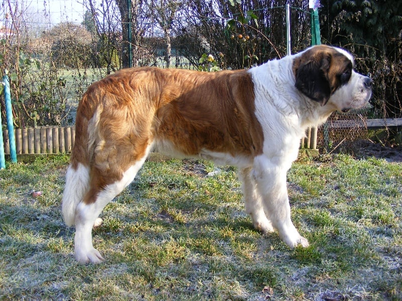 Les Chien du Saint-Bernard de l'affixe   du rocher des Samarry