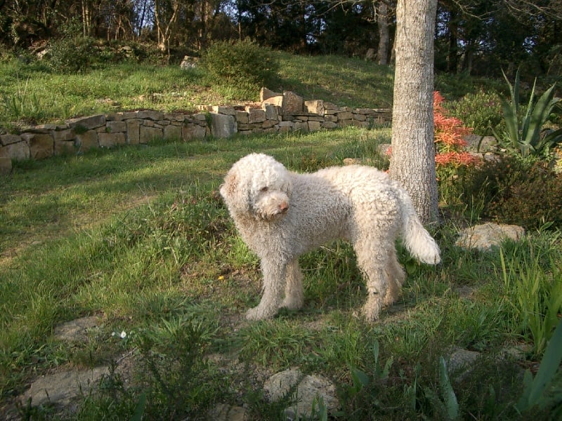 Umberto tozzi De la forêt des hauts de galgals