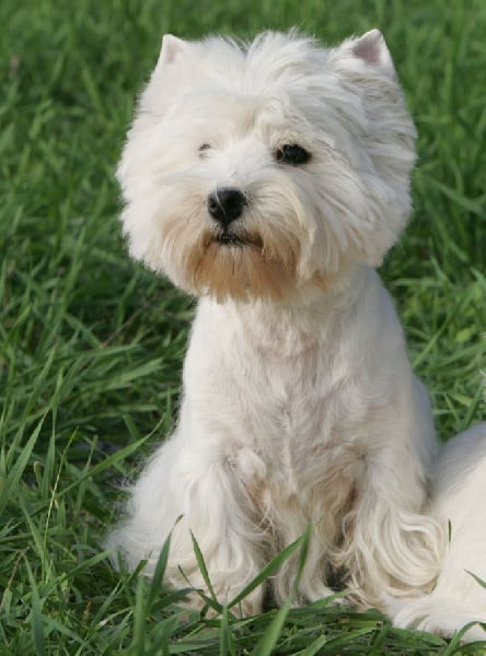 Les West Highland White Terrier de l'affixe   White white west