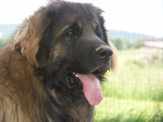 Les Leonberger de l'affixe   de la montagne des lions