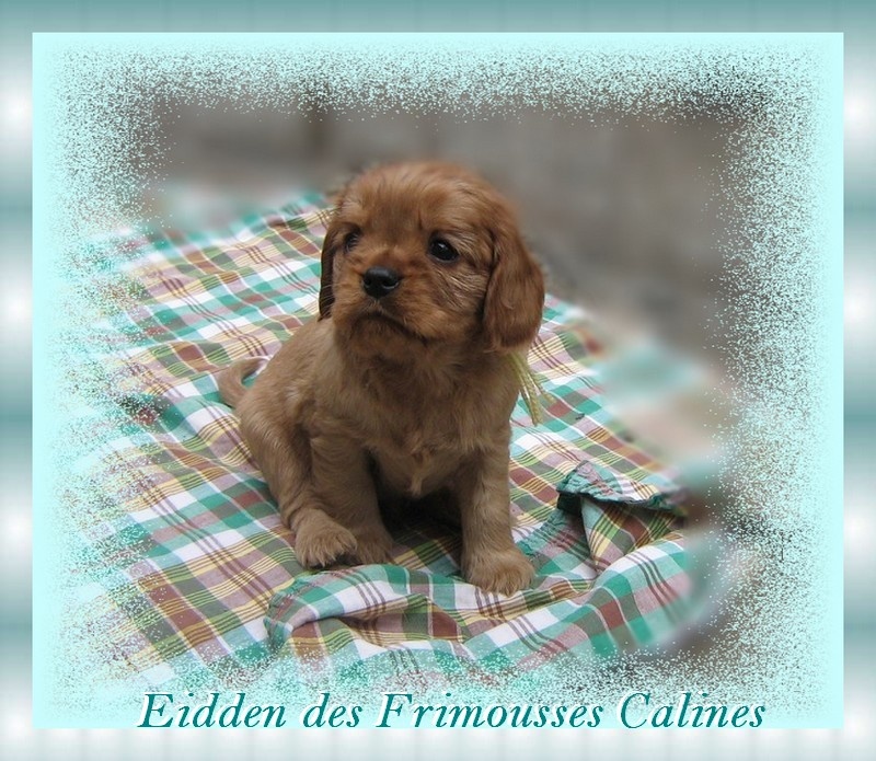 Eidden Des Frimousses Calines