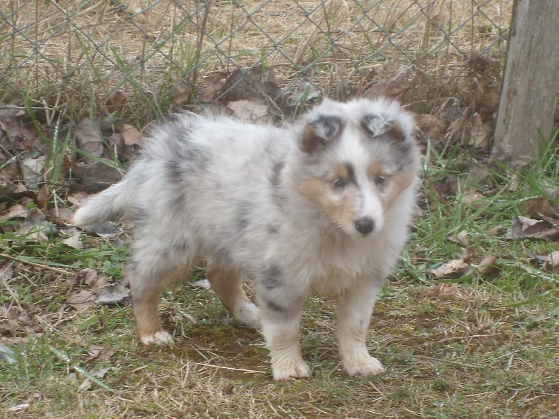 Eden blue des loups de l'isengard