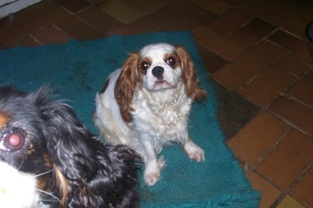 Les Cavalier King Charles Spaniel de l'affixe   du Circuit des Eaux Vives