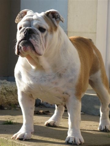 Les Bulldog Anglais de l'affixe   of Richard Croze