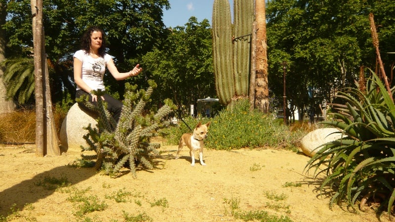 Les Chihuahua de l'affixe   du Palais Des Anges