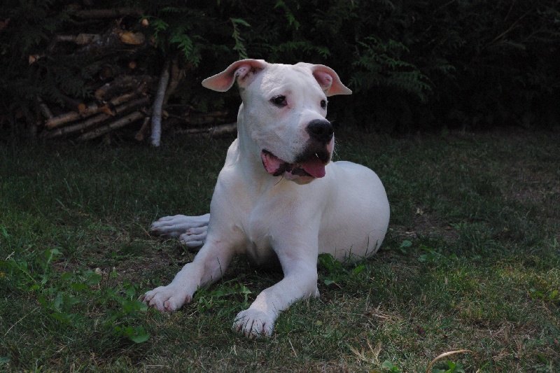 Erone don Dogo de la Bahia Blanca