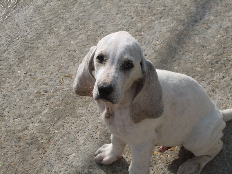 Erak Du Coteau De L Abbaye Chien De Race Toutes Races En Tous Departements France Inscrit Sur Chiens De France