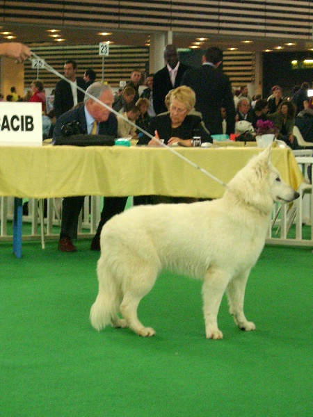 CH. Chirine dite chaoki du domaine de pegase