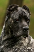 Les Cane Corso de l'affixe   De l'écrin de la houblonnière