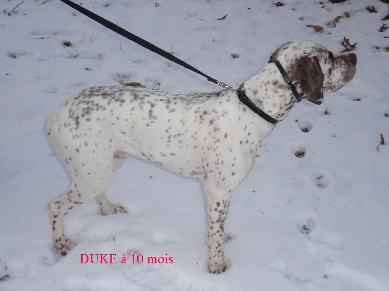 Duke du Fief d'Epsom