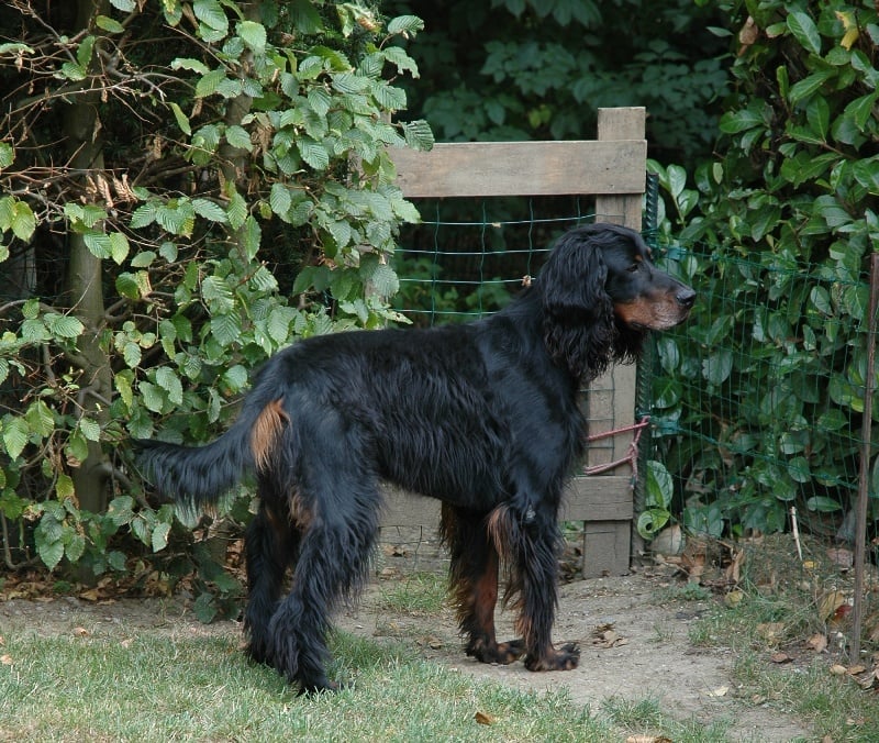 Terry (dit thaï) du domaine du grand roc