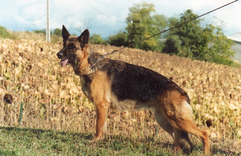 Daphne des Greniers du Roy