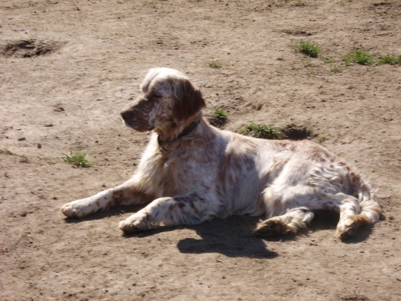 Les Setter Anglais de l'affixe   De la foret des reves bleus