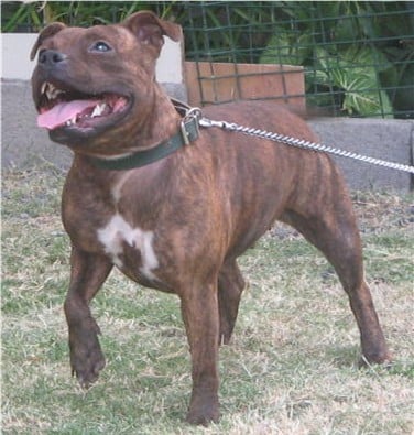 general.Les Staffordshire Bull Terrier general.delaffixe  flo's world