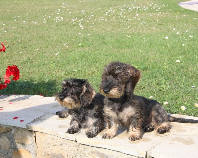 élysée et églantine de cat'woman