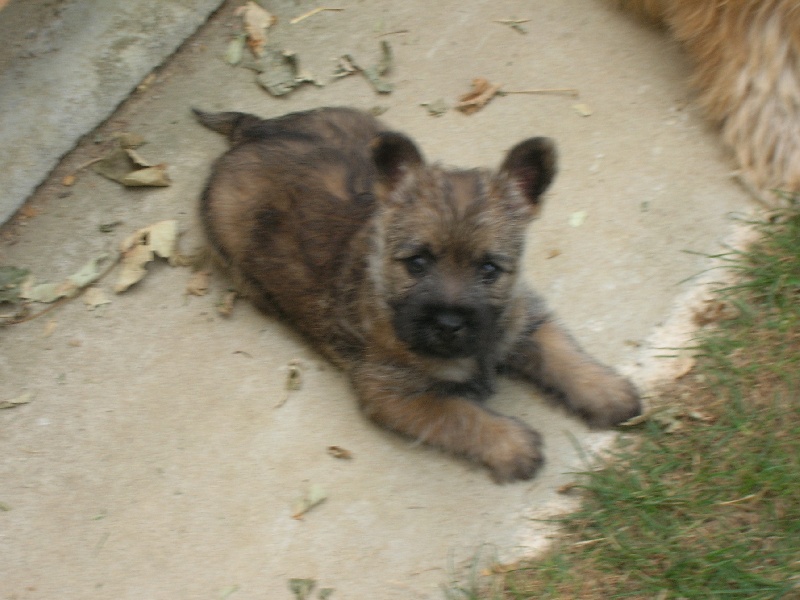 Essy belle du clos de la Dabinerie