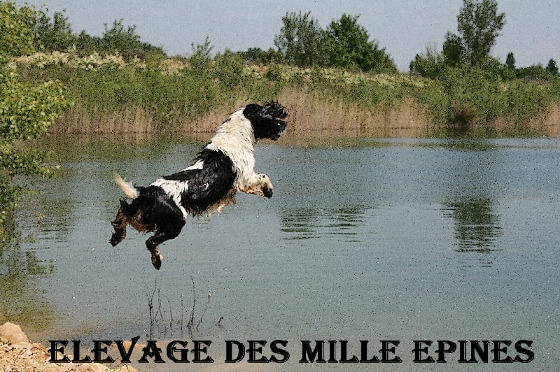 Argus des Mille Epines