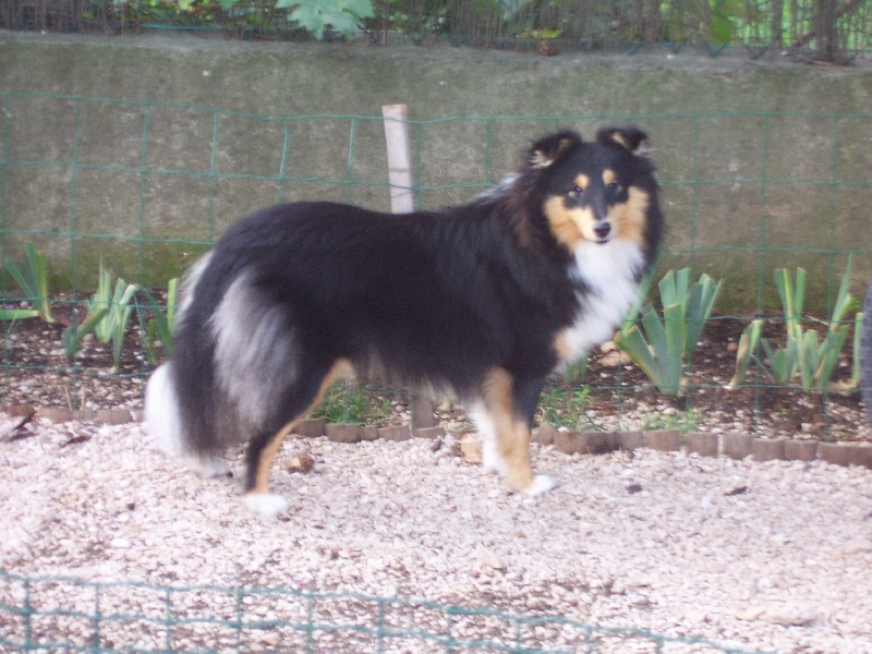 Divine black De L'Oustaou de Sandy