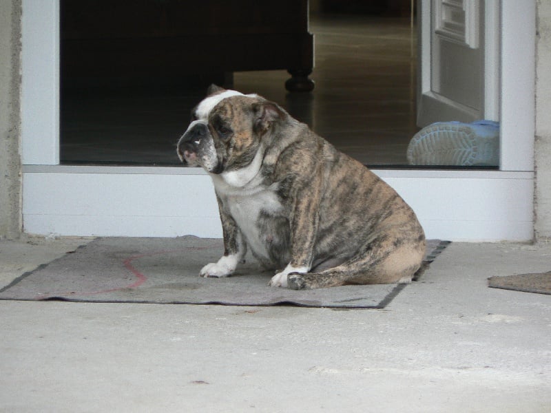 Les Bulldog Anglais de l'affixe   des Jardins de Sable