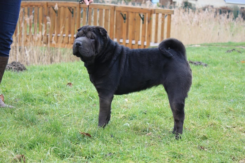 Les Shar Pei de l'affixe   du grain de beauté