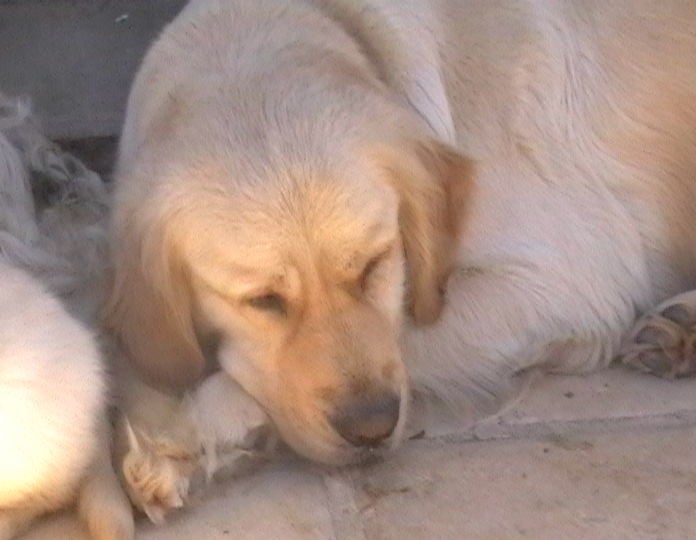 Les Golden Retriever de l'affixe   du clos de Montourtier