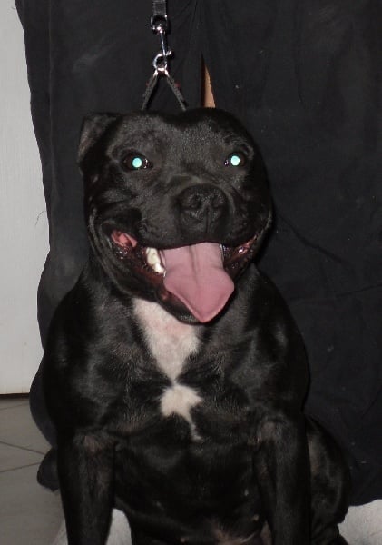 Les Staffordshire Bull Terrier de l'affixe   of Staff Cane Passion