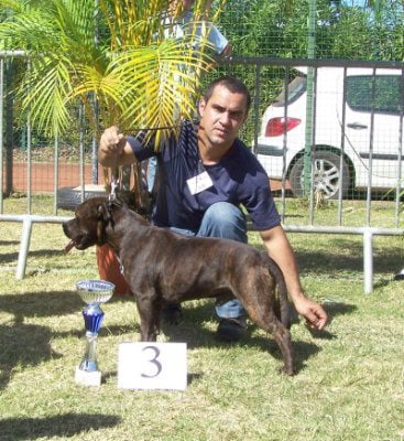 Les Staffordshire Bull Terrier de l'affixe   du boukan kreol