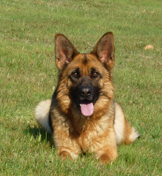 Accueil Elevage Des Gardiens Du Chalet Eleveur De Chiens