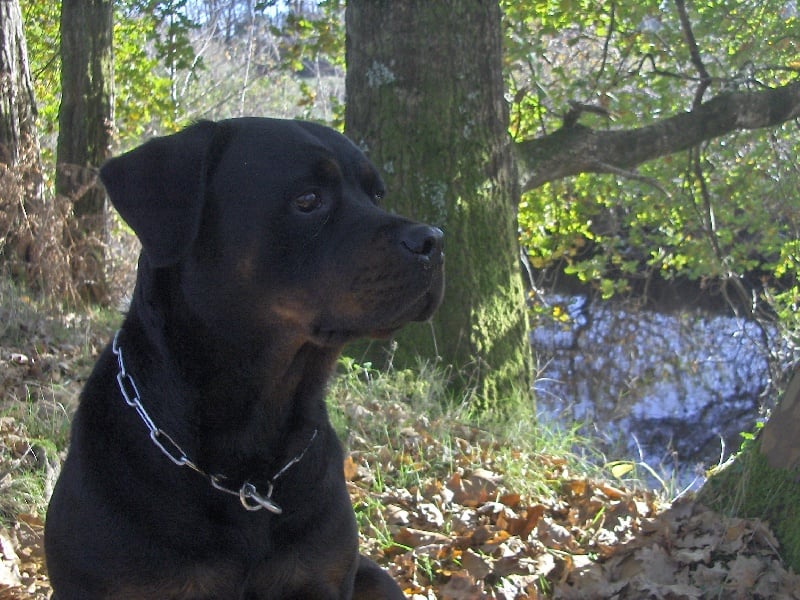 Les Rottweiler de l'affixe   de saint sauveur de la charme