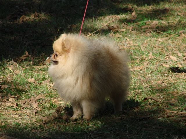 Beau prince du royaume des bouts de chou