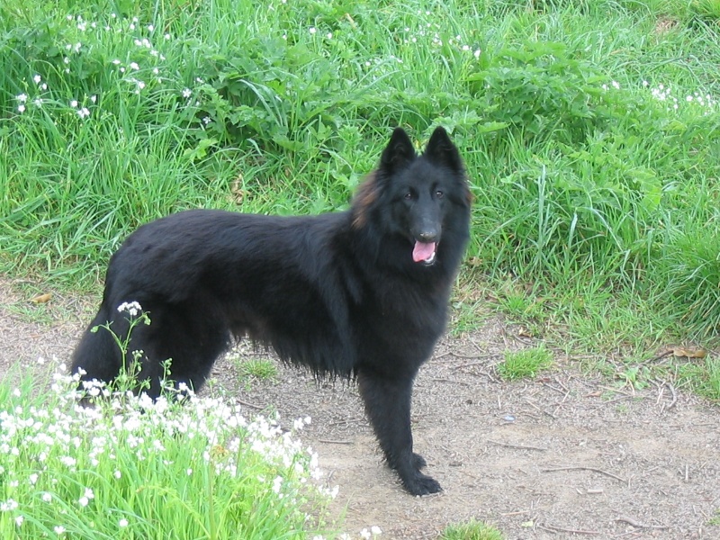 Emy du pré de l'aubois