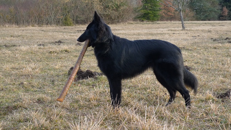 Erha du pré de l'aubois