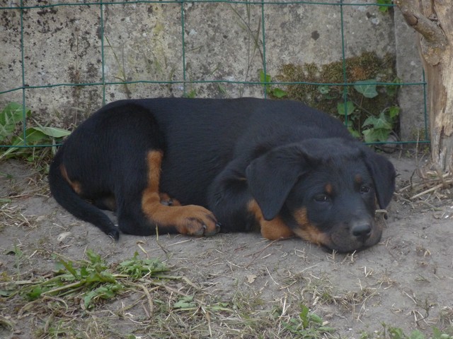 Flika du royaume Dugozana