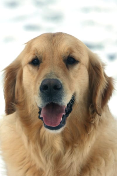 Les Golden Retriever de l'affixe   Du petit dan