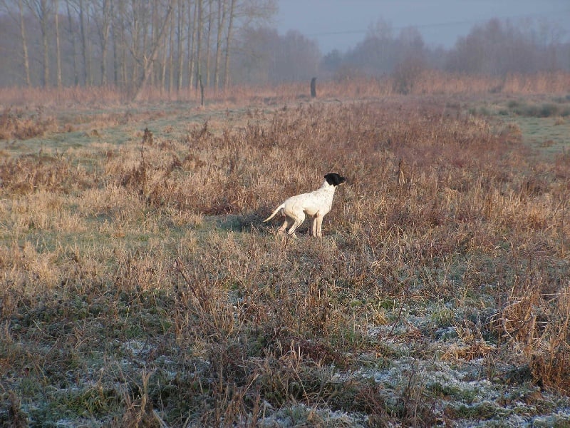 Les Pointer de l'affixe   Du mont d ergny