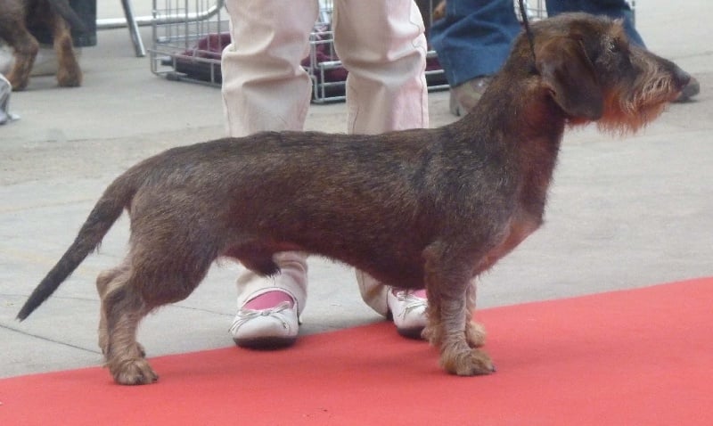 Ebène de l'écho d'Elodie