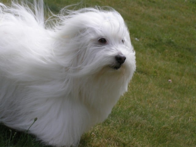 general.Les Coton de Tulear general.delaffixe  Pillywiggins