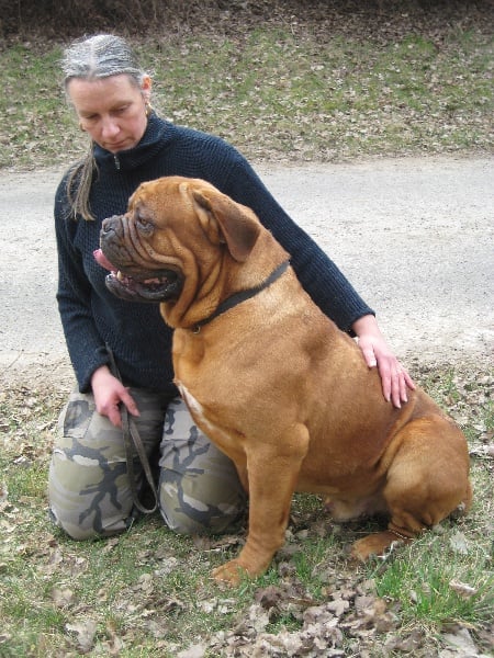 Hagrid De Laube Rouge Chien De Race Toutes Races En Tous