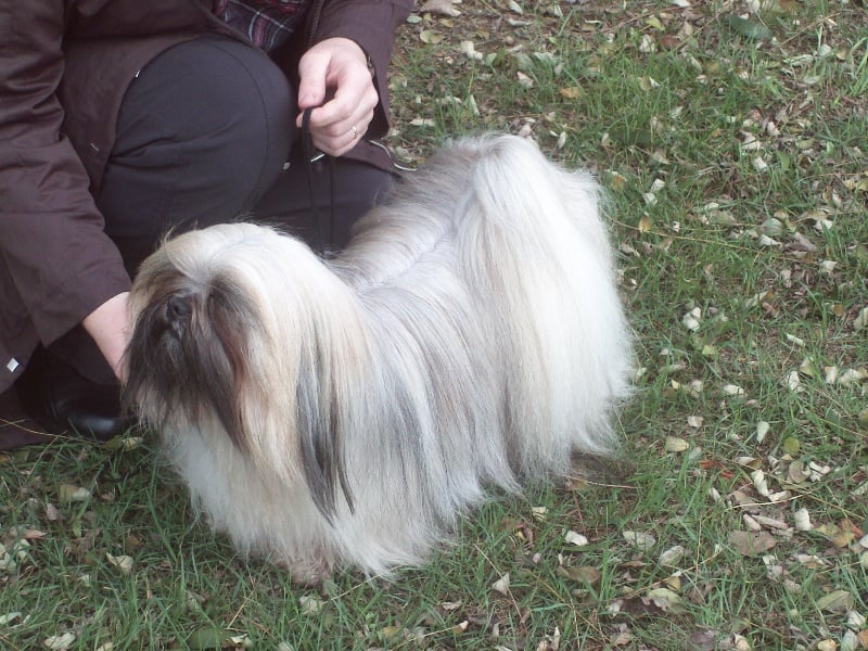 Les Lhassa Apso de l'affixe   des terres de bourguenailles