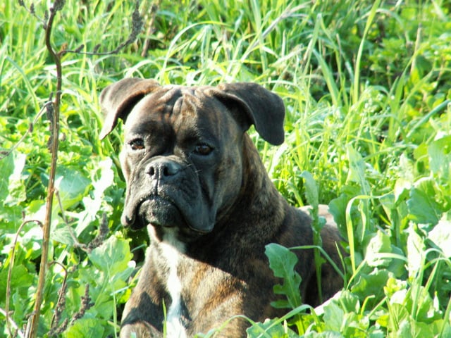 Les Boxer de l'affixe   Du Haras Des Fougeres