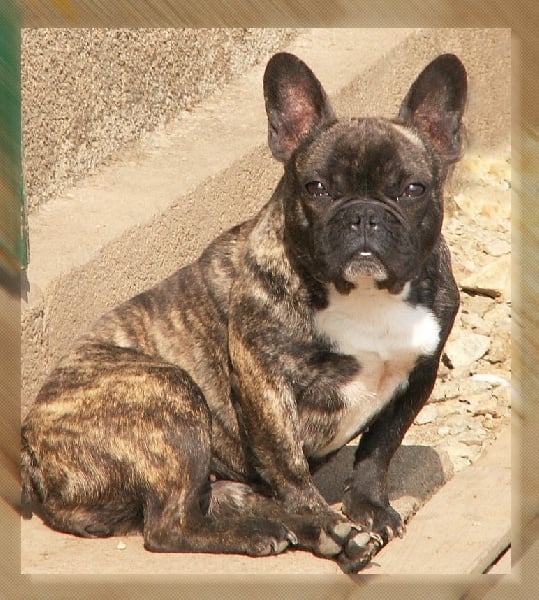 Les Bouledogue français de l'affixe   d'Emozioni Breizh