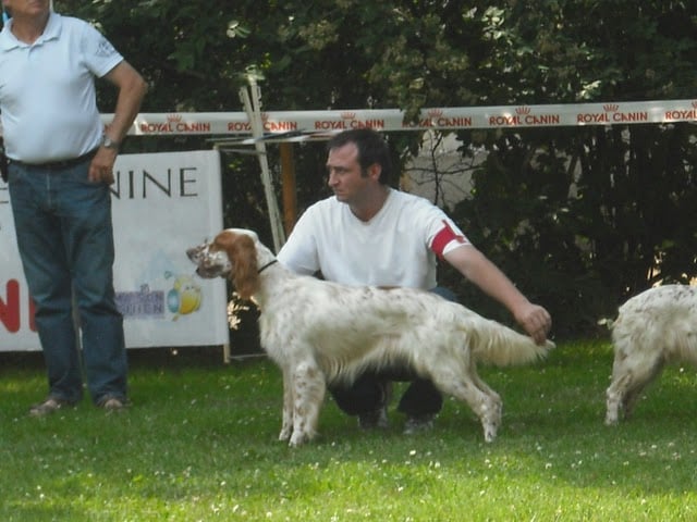 Les Setter Anglais de l'affixe   Du Marais De La Borne