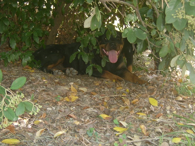 Les Rottweiler de l'affixe   du Bois de Saou