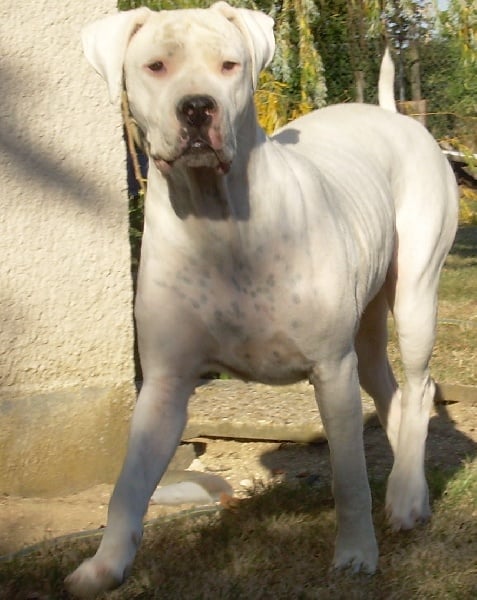 Les Dogo Argentino de l'affixe   Des gardiennes des borderies