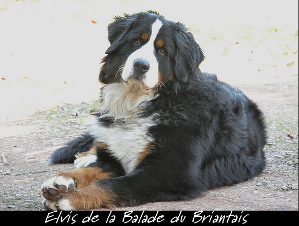 Elvis de La Balade du Briantais