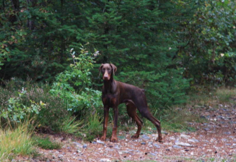 Falko des collines de Beauregard