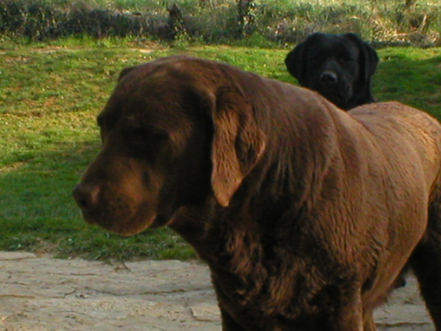 My browny de La légende de la loutre