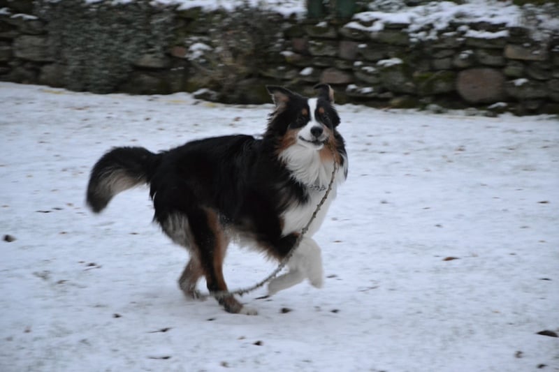 Falco de la Vallée de l'Hyrome