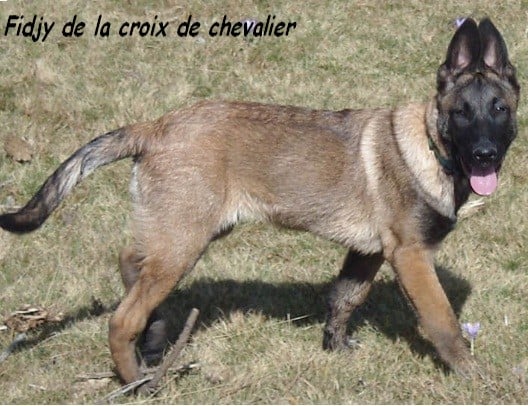 Fidjy de la croix de chevalier