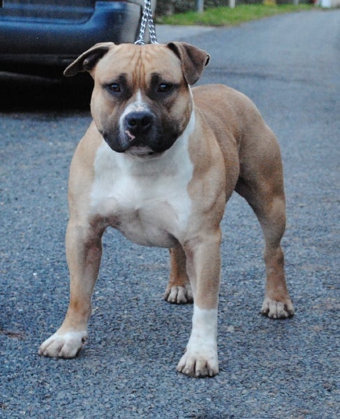 Les American Staffordshire Terrier de l'affixe   Of Lady's Staff